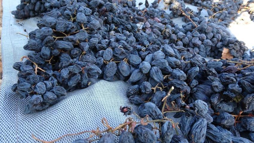 Malatya'da üreticiler su azalınca kayısıya alternatif olarak başlamışlardı! Kilosu 600 liradan satılıyor: Toptancılar şimdiden randevu alıyor!