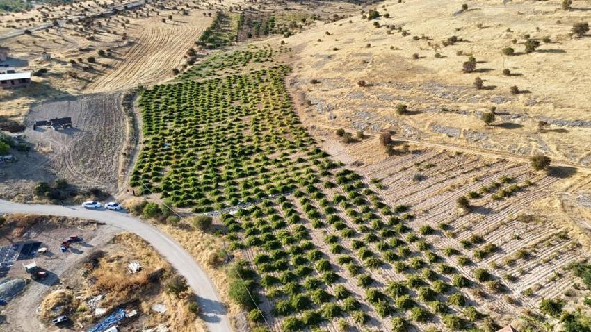 Malatya'da üreticiler su azalınca kayısıya alternatif olarak başlamışlardı! Kilosu 600 liradan satılıyor: Toptancılar şimdiden randevu alıyor!