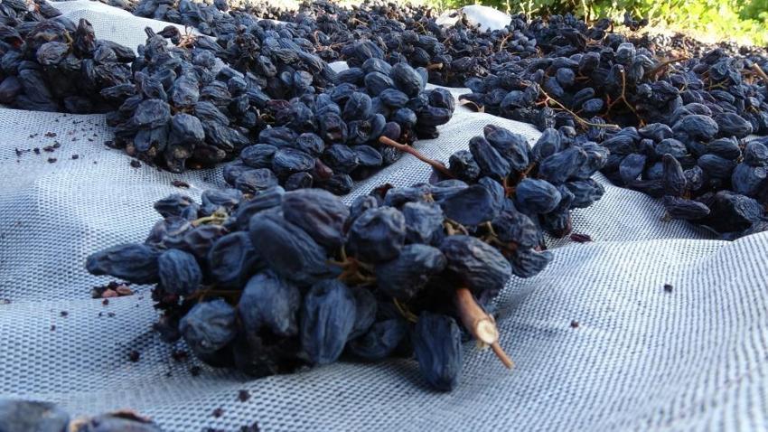 Malatya'da üreticiler su azalınca kayısıya alternatif olarak başlamışlardı! Kilosu 600 liradan satılıyor: Toptancılar şimdiden randevu alıyor!