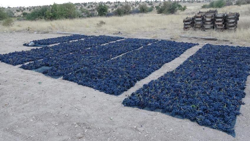 Malatya'da üreticiler su azalınca kayısıya alternatif olarak başlamışlardı! Kilosu 600 liradan satılıyor: Toptancılar şimdiden randevu alıyor!