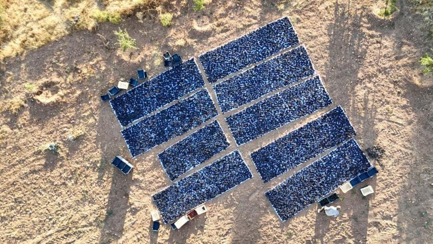 Malatya'da üreticiler su azalınca kayısıya alternatif olarak başlamışlardı! Kilosu 600 liradan satılıyor: Toptancılar şimdiden randevu alıyor!