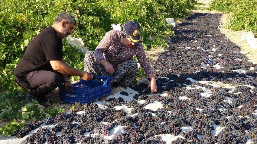 Malatya'da üreticiler su azalınca kayısıya alternatif olarak başlamışlardı! Kilosu 600 liradan satılıyor: Toptancılar şimdiden randevu alıyor!