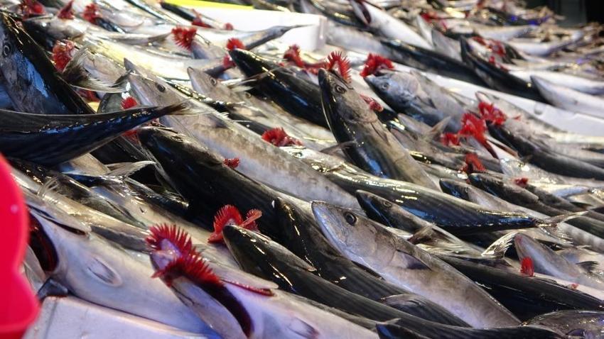 Trabzon'da balıkçılar mola istiyor: Palamuta ara verilsin