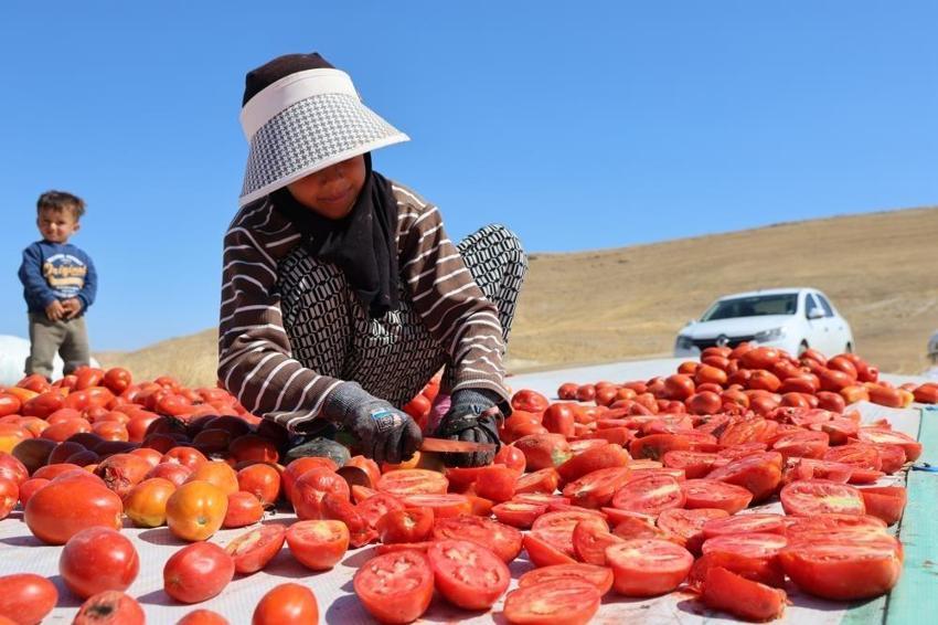 Elazığ'dan dünyaya gidiyor: 40 bin tonu buldu