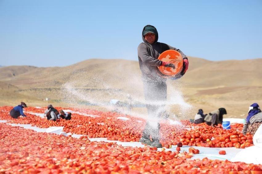 Elazığ'dan dünyaya gidiyor: 40 bin tonu buldu