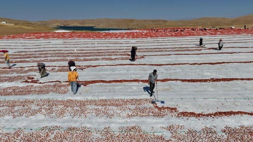 Elazığ'dan dünyaya gidiyor: 40 bin tonu buldu