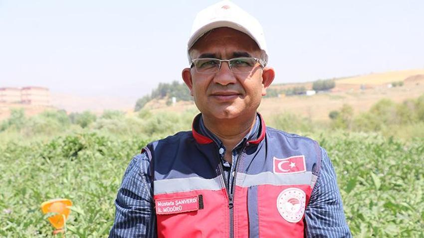 Siirt'te TAKE projesi meyvelerini veriyor: 71 üreticinin emek verdiği tarlalarda hasat sezonu başladı!