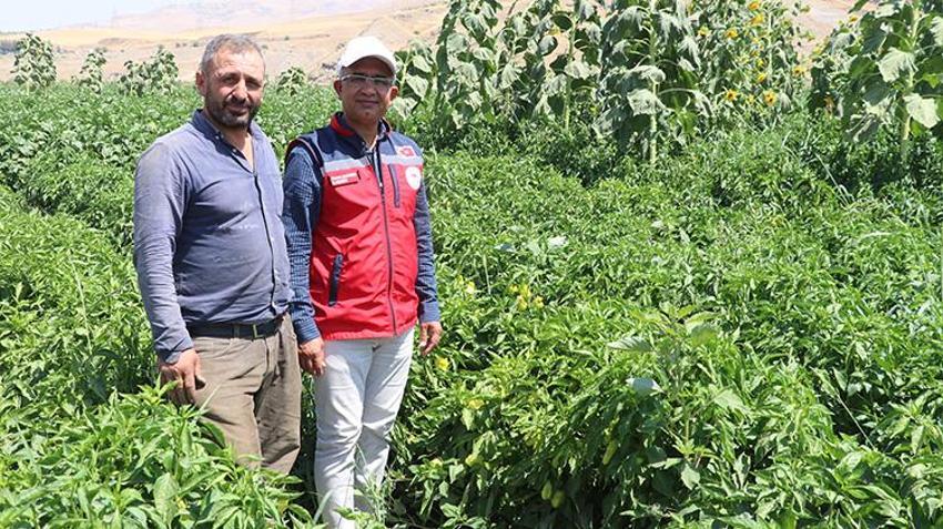 Siirt'te TAKE projesi meyvelerini veriyor: 71 üreticinin emek verdiği tarlalarda hasat sezonu başladı!