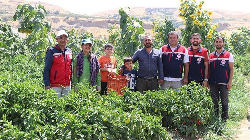 Siirt'te TAKE projesi meyvelerini veriyor: 71 üreticinin emek verdiği tarlalarda hasat sezonu başladı!