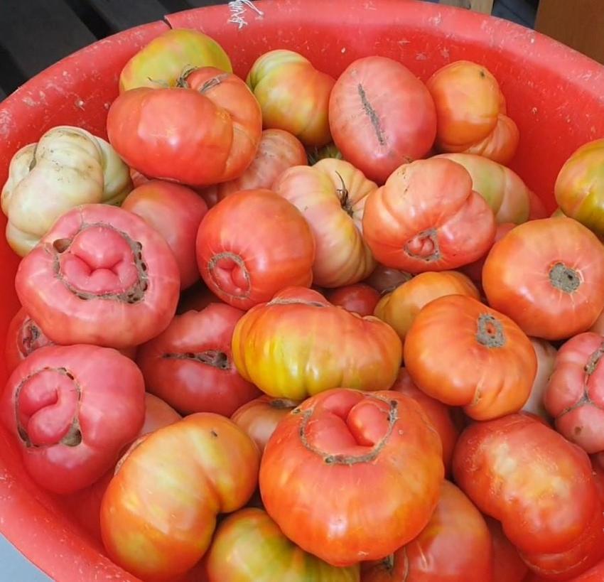 Elazığ’da yetişiyor! Bir tanesi tam 1 kilo 200 gram geliyor: Kilosu 50 TL’den satılıyor