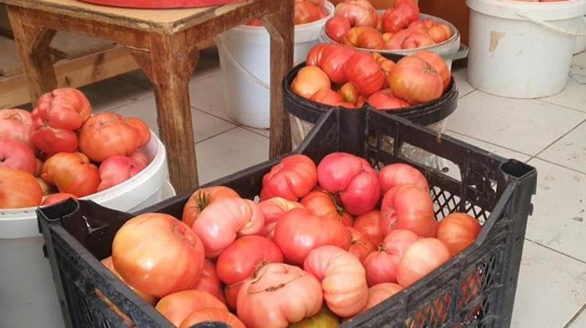 Elazığ’da yetişiyor! Bir tanesi tam 1 kilo 200 gram geliyor: Kilosu 50 TL’den satılıyor