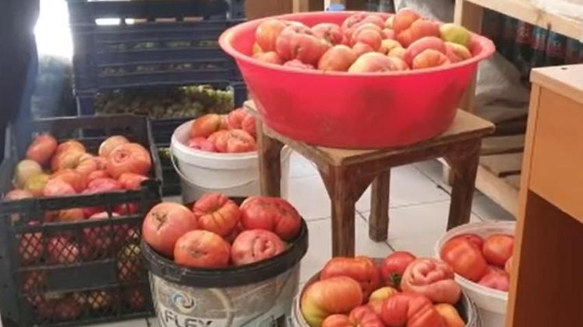 Elazığ’da yetişiyor! Bir tanesi tam 1 kilo 200 gram geliyor: Kilosu 50 TL’den satılıyor