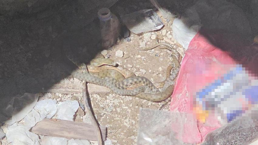 Damalı su yılanlarının toplu dansı böyle görüntülendi