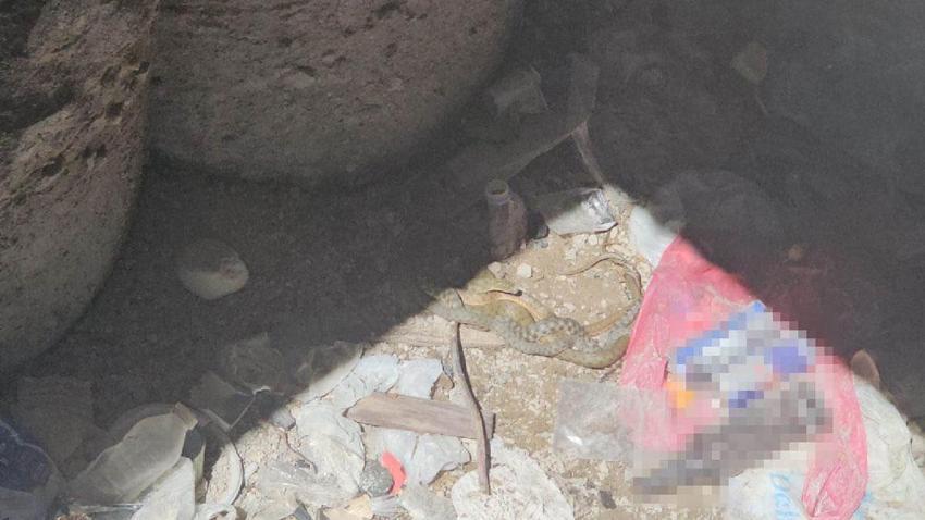 Damalı su yılanlarının toplu dansı böyle görüntülendi