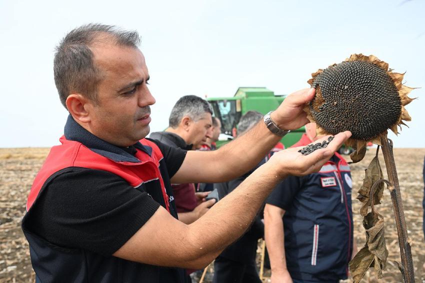 Edirne ayçiçeği üretiminde üçüncüsü! Kuraklığa dayanıklılığı ölçmek maksadıyla 3 farklı yöntemle ekilen ayçiçekleri hasat edildi