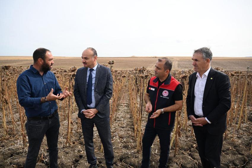 Edirne ayçiçeği üretiminde üçüncüsü! Kuraklığa dayanıklılığı ölçmek maksadıyla 3 farklı yöntemle ekilen ayçiçekleri hasat edildi