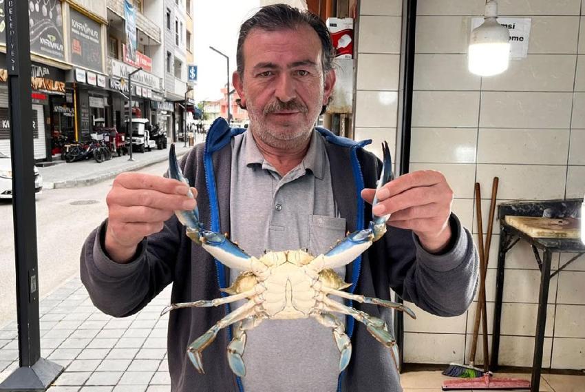 Nadir görülen mavi yengeç Sinop'ta yakalandı! Gören vatandaşlar fotoğraf çekiyor