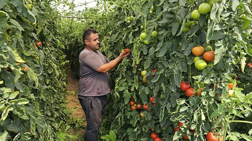 Baba mesleğini bırakıp köyüne döndü! Satışlar patladı: Bire bin veriyor, böyle kazandıran sektör yok