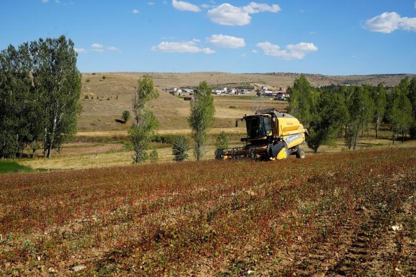 Alternatif ürün olarak ektiler, kazancı görünce vazgeçemediler! Bölgenin yeni gelir kapısı oldu