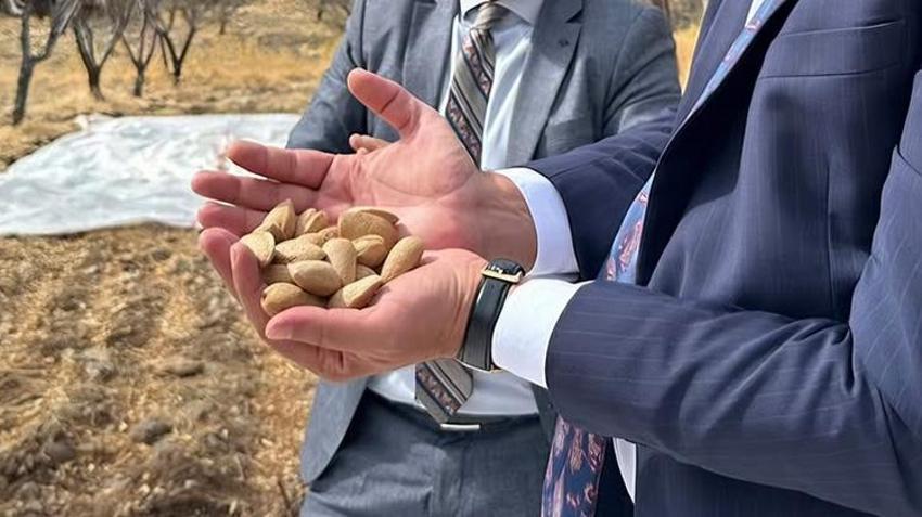 Datça’da üreticilerin yüzü gülüyor! Hasat başladı, rekolte 3 bin tonu aştı