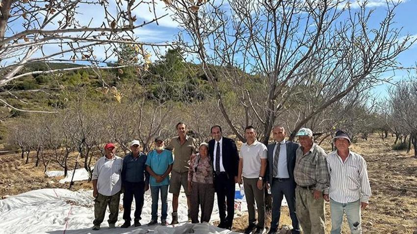 Datça’da üreticilerin yüzü gülüyor! Hasat başladı, rekolte 3 bin tonu aştı