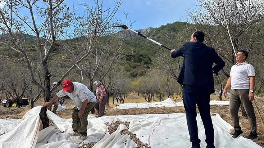 Datça’da üreticilerin yüzü gülüyor! Hasat başladı, rekolte 3 bin tonu aştı