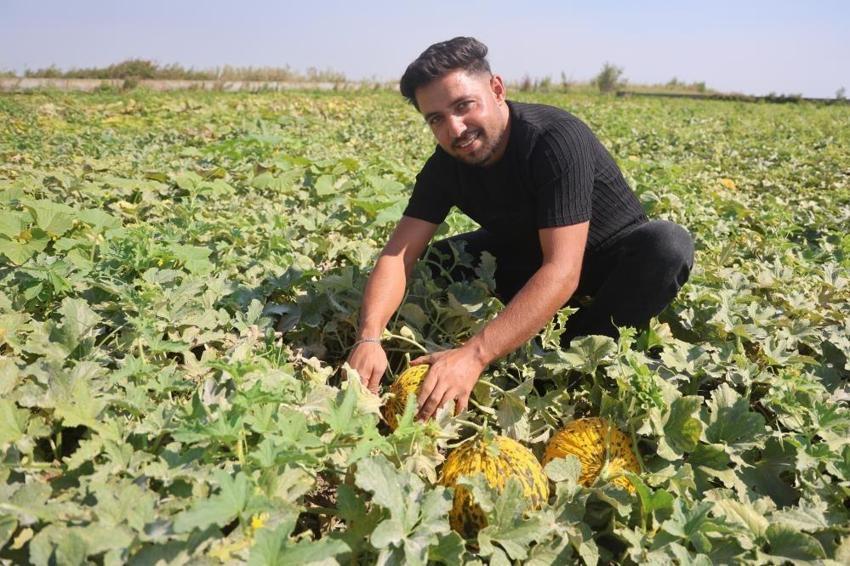 Ektiğine pişman oldu, 80 ton verim aldı! Hatay'da hasat güldürdü