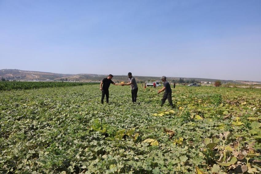 Ektiğine pişman oldu, 80 ton verim aldı! Hatay'da hasat güldürdü