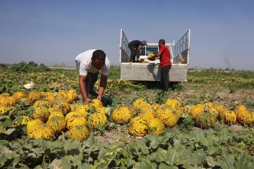 Ektiğine pişman oldu, 80 ton verim aldı! Hatay'da hasat güldürdü
