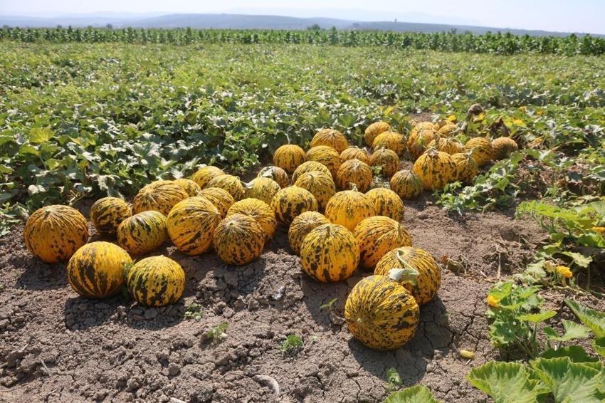 Ektiğine pişman oldu, 80 ton verim aldı! Hatay'da hasat güldürdü