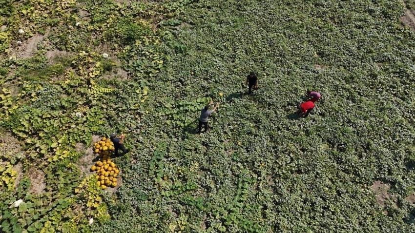 Ektiğine pişman oldu, 80 ton verim aldı! Hatay'da hasat güldürdü