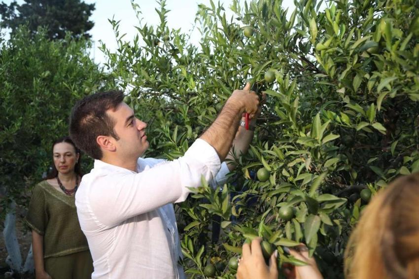 Üreticisine erken hasatla yeni kazanç kapısı açtı! Talep giderek artıyor