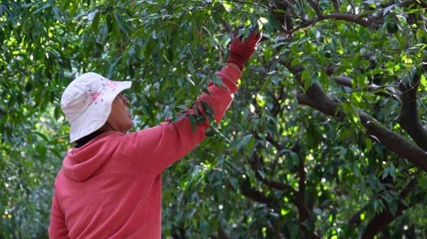 Üreticisine erken hasatla yeni kazanç kapısı açtı! Talep giderek artıyor