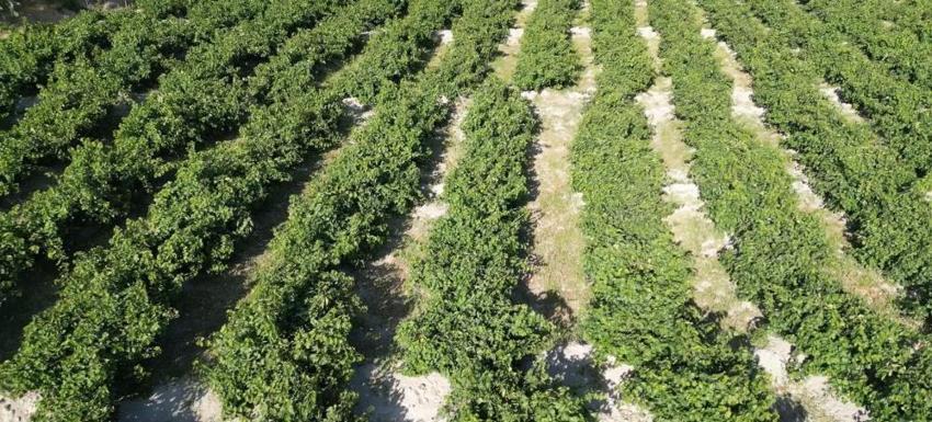 Van'da Urartulardan kalan 2 bin 800 yıllık miras! Coğrafi işaretli lezzette hasat başladı ama üreticiler soğuk hava deposu ve kooperatifleşme desteği istiyor