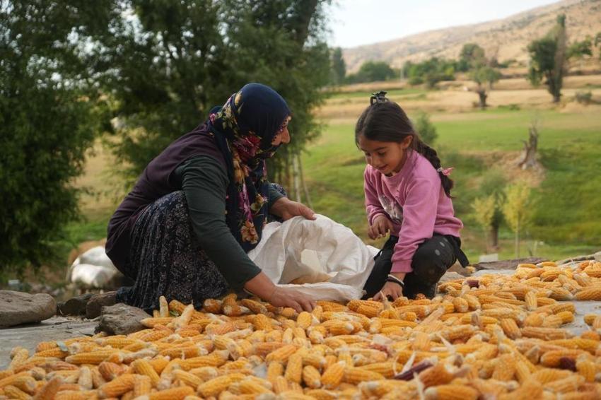 Orakla biçip sopayla ayırıyorlar: Dededen miras kaldı, Türkiye'nin her yerinden sipariş yağıyor