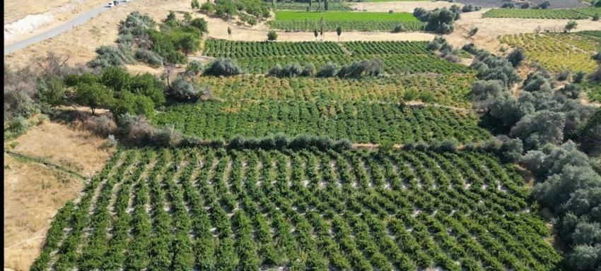 Van'da Urartulardan kalan 2 bin 800 yıllık miras! Coğrafi işaretli lezzette hasat başladı ama üreticiler soğuk hava deposu ve kooperatifleşme desteği istiyor