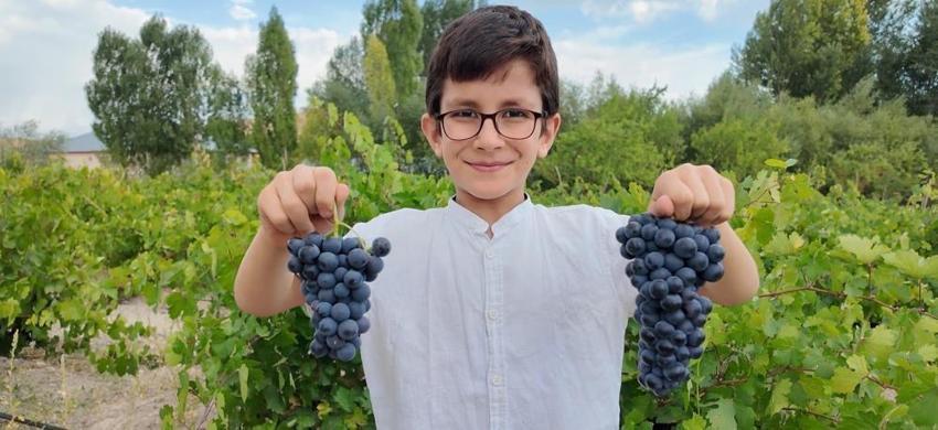 Van'da Urartulardan kalan 2 bin 800 yıllık miras! Coğrafi işaretli lezzette hasat başladı ama üreticiler soğuk hava deposu ve kooperatifleşme desteği istiyor