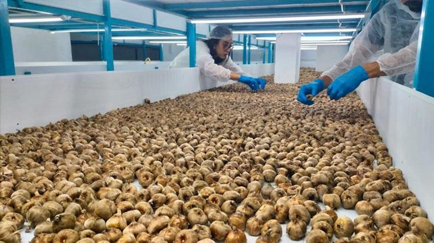 Bakanlıktan aldığı kredi desteğiyle kurdu! Topraksız tarımla yetiştirdiği safranın gramı 700 liradan satılıyor