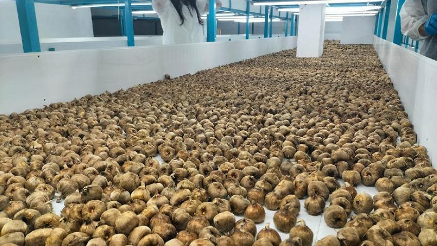 Bakanlıktan aldığı kredi desteğiyle kurdu! Topraksız tarımla yetiştirdiği safranın gramı 700 liradan satılıyor