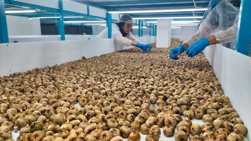 Bakanlıktan aldığı kredi desteğiyle kurdu! Topraksız tarımla yetiştirdiği safranın gramı 700 liradan satılıyor