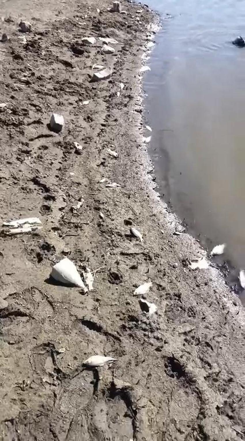 Bursa'ya içme suyu sağlayan Kocasu deresinde korkutan manzara!