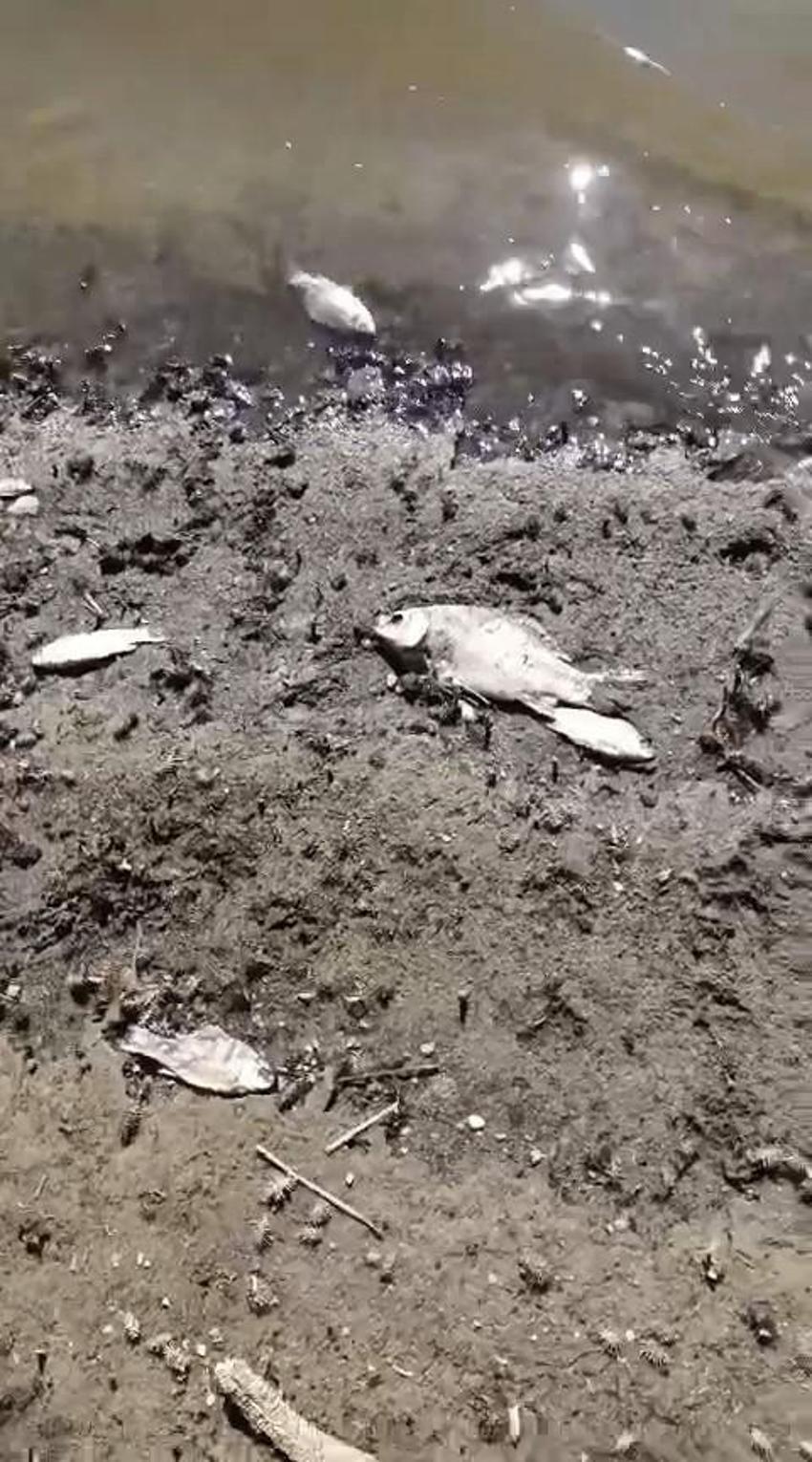 Bursa'ya içme suyu sağlayan Kocasu deresinde korkutan manzara!