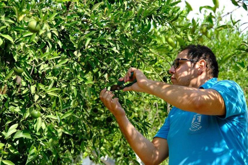 Coğrafi işaretli Yeşil Bodrum Mandalini hasadı devam ediyor