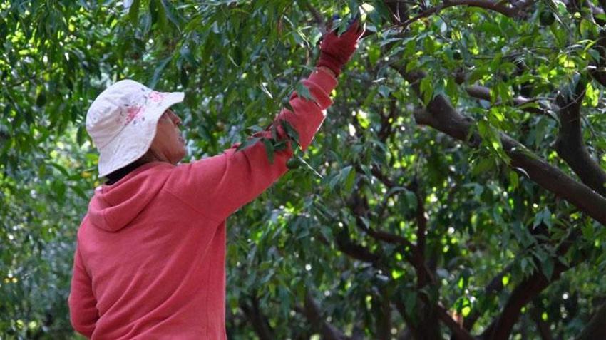 Coğrafi işaretli Yeşil Bodrum Mandalini hasadı devam ediyor