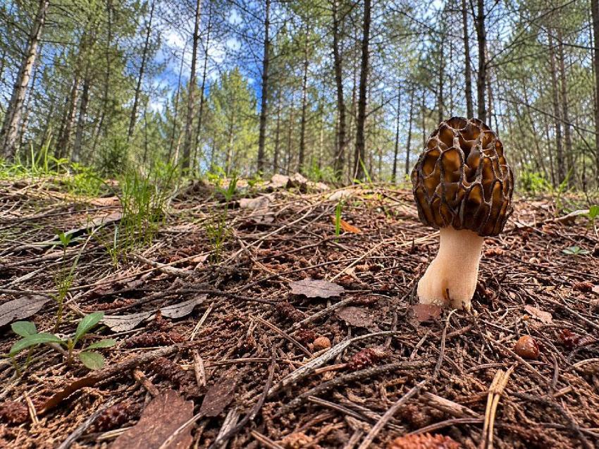 Fethiye kuzugöbeği mantarı coğrafi işaretle tescillendi! Seydiler kilimi, Kaya inciri, Kaya halısı, Üzümlü dastarı, çifte kavrulmuş tahin ve tarhananı ardından ürün sayısı 7'ye ulaştı