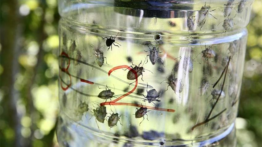 Fındığın baş düşmanına karşı yeni proje: En verimli yöntem laboratuvar ve bahçelerde aranıyor! 'Yumurta halinde mi yoksa ergin birey olarak mı daha etkili?'