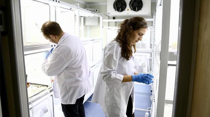 Fındığın baş düşmanına karşı yeni proje: En verimli yöntem laboratuvar ve bahçelerde aranıyor! 'Yumurta halinde mi yoksa ergin birey olarak mı daha etkili?'