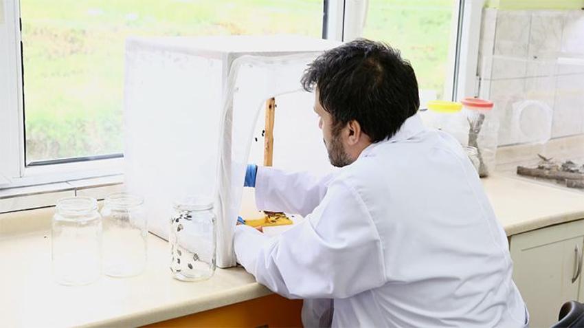 Fındığın baş düşmanına karşı yeni proje: En verimli yöntem laboratuvar ve bahçelerde aranıyor! 'Yumurta halinde mi yoksa ergin birey olarak mı daha etkili?'