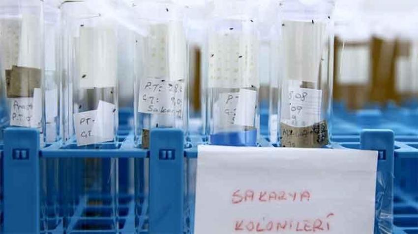 Fındığın baş düşmanına karşı yeni proje: En verimli yöntem laboratuvar ve bahçelerde aranıyor! 'Yumurta halinde mi yoksa ergin birey olarak mı daha etkili?'