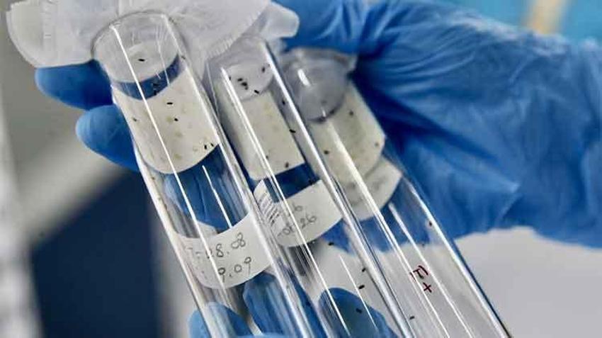 Fındığın baş düşmanına karşı yeni proje: En verimli yöntem laboratuvar ve bahçelerde aranıyor! 'Yumurta halinde mi yoksa ergin birey olarak mı daha etkili?'
